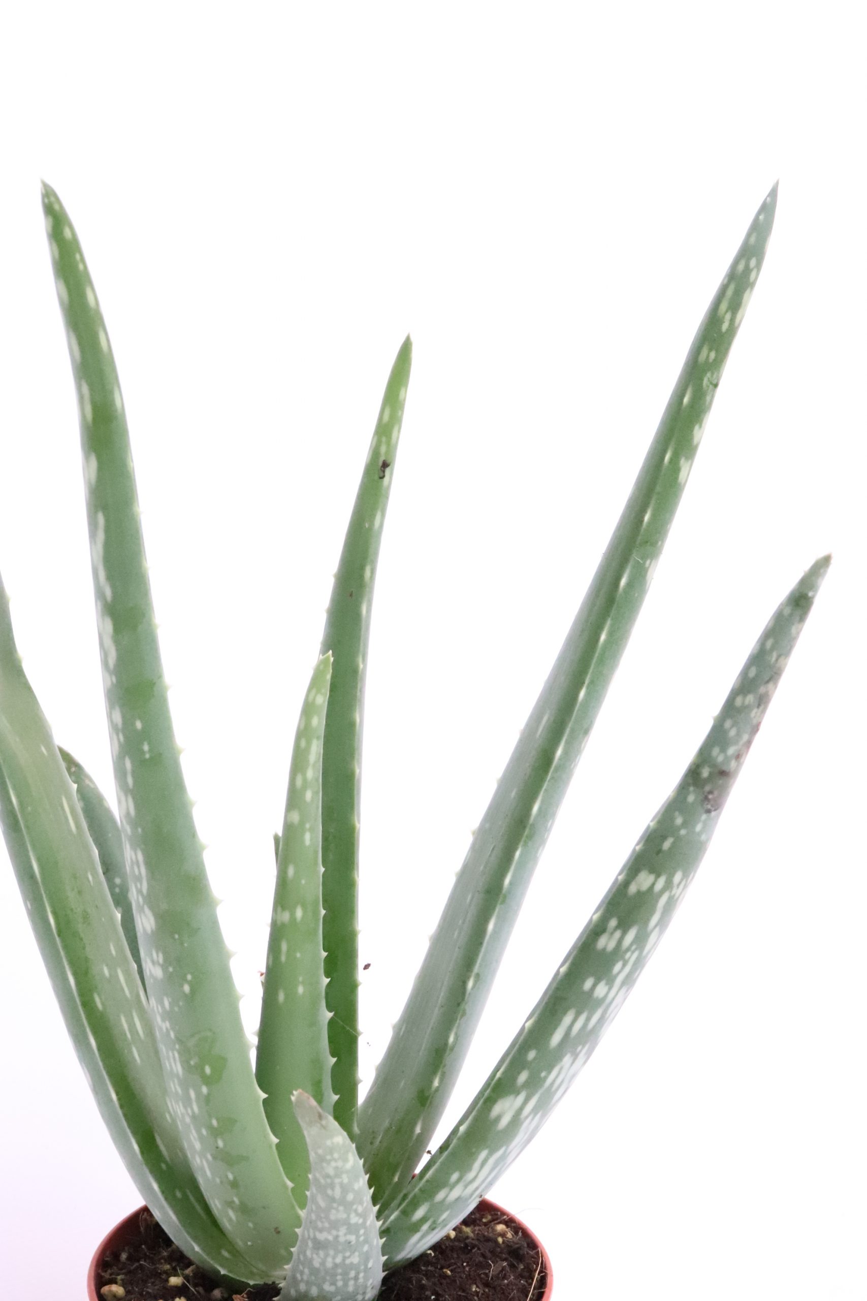 Aloe ‘Vera'
