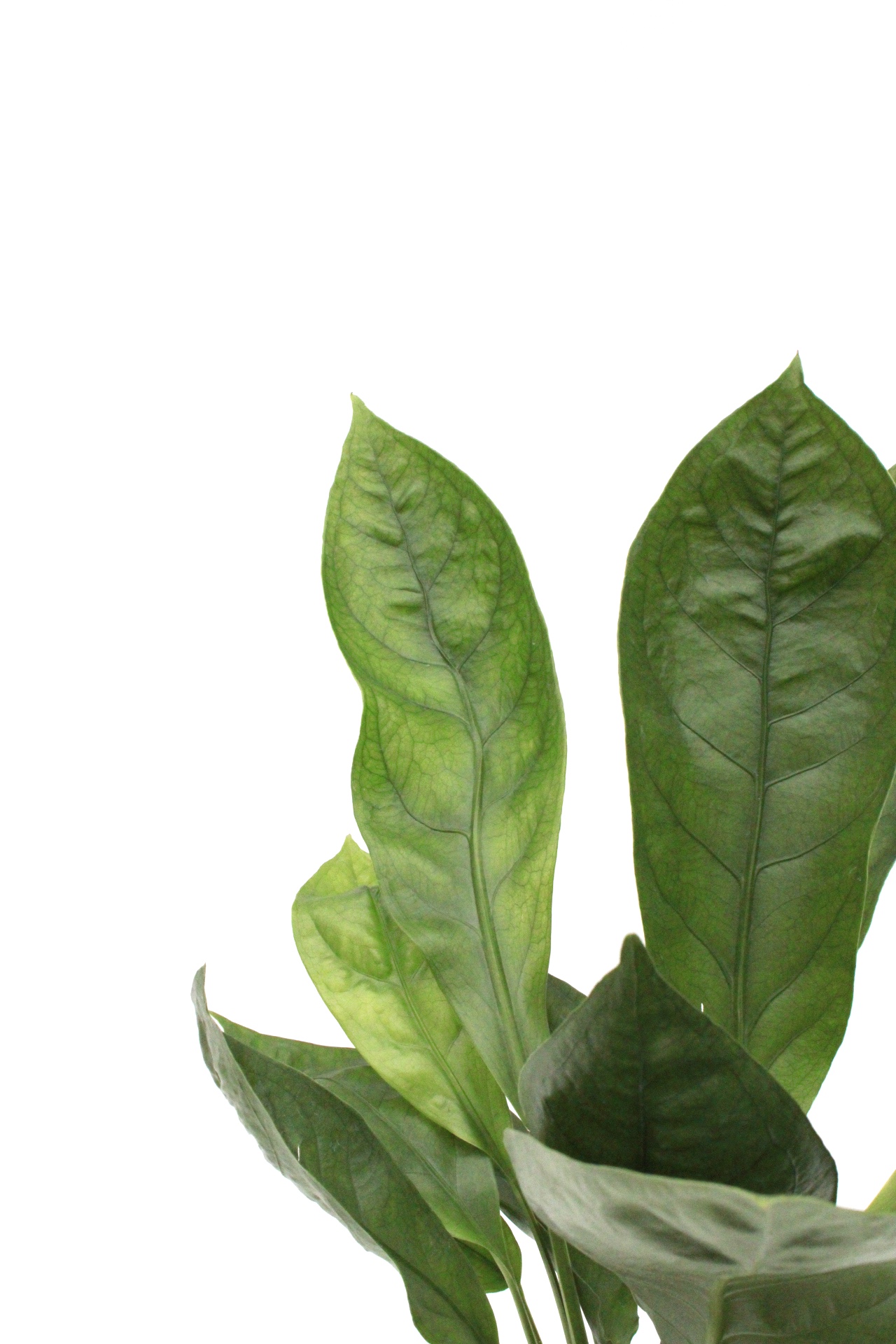 Anthurium botanical 'King'