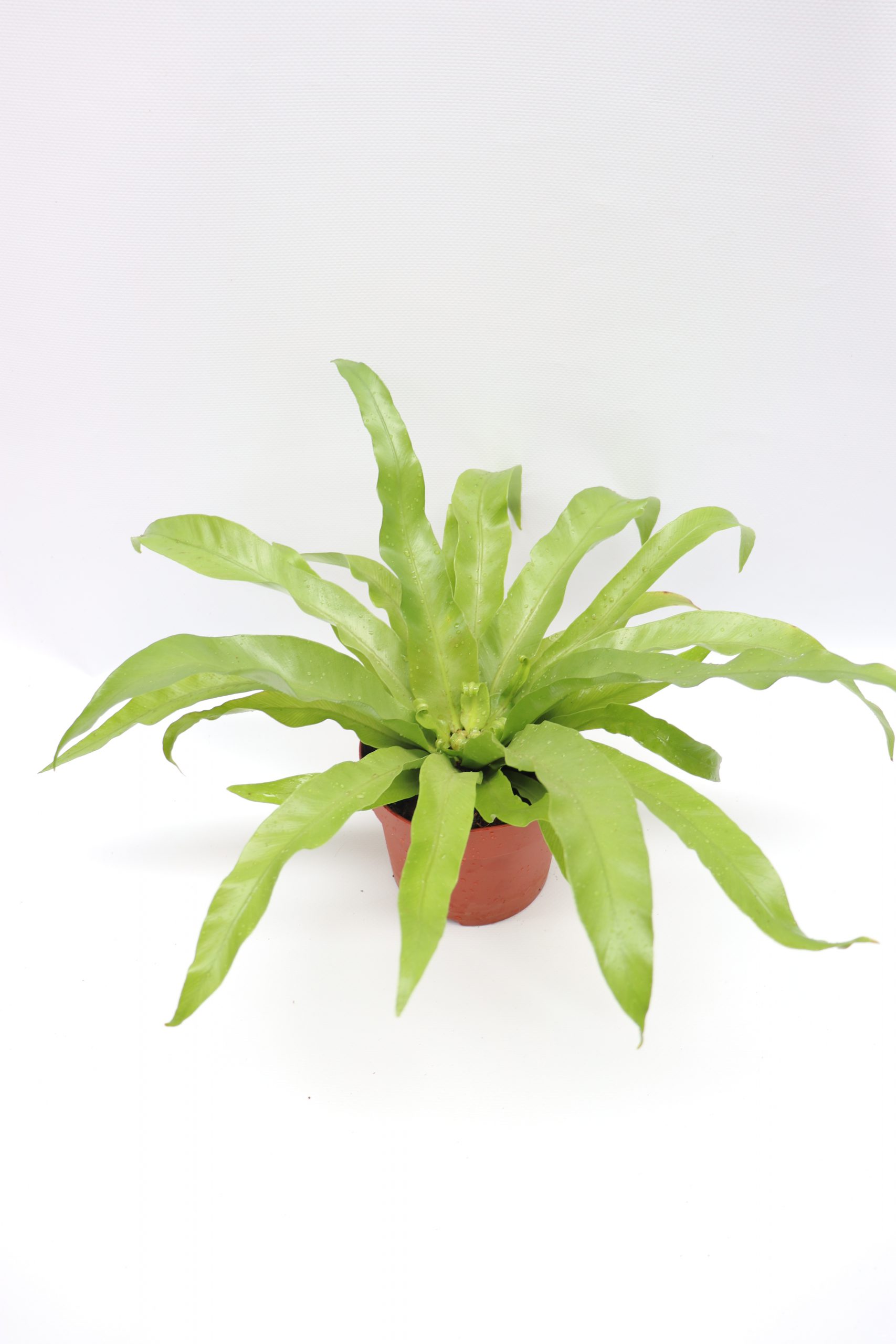 Asplenium Nidus 'Antiquum'
