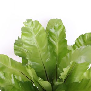 Asplenium Nidus 'Antiquum'