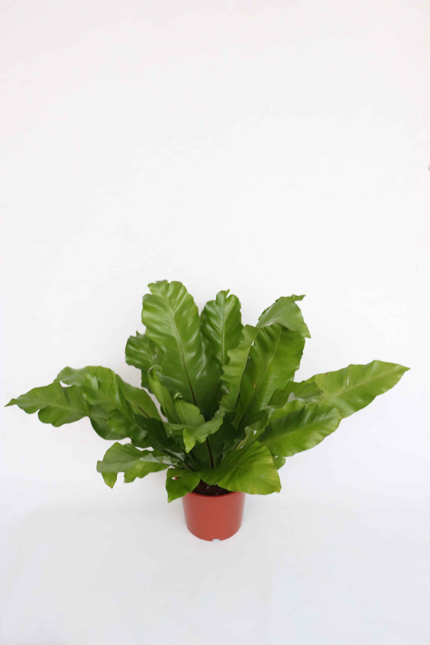 Asplenium Nidus 'Antiquum'