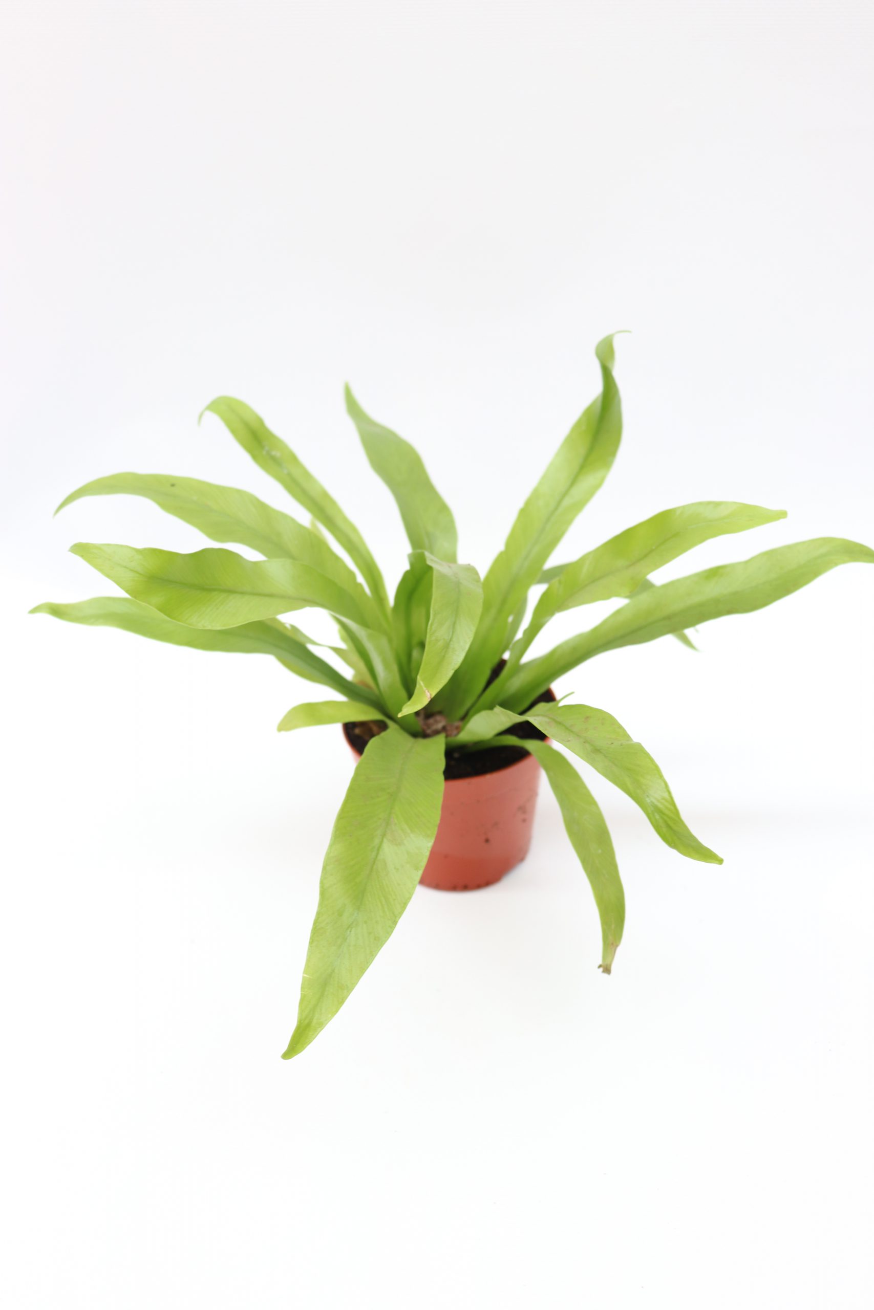 Asplenium Nidus 'Antiquum'