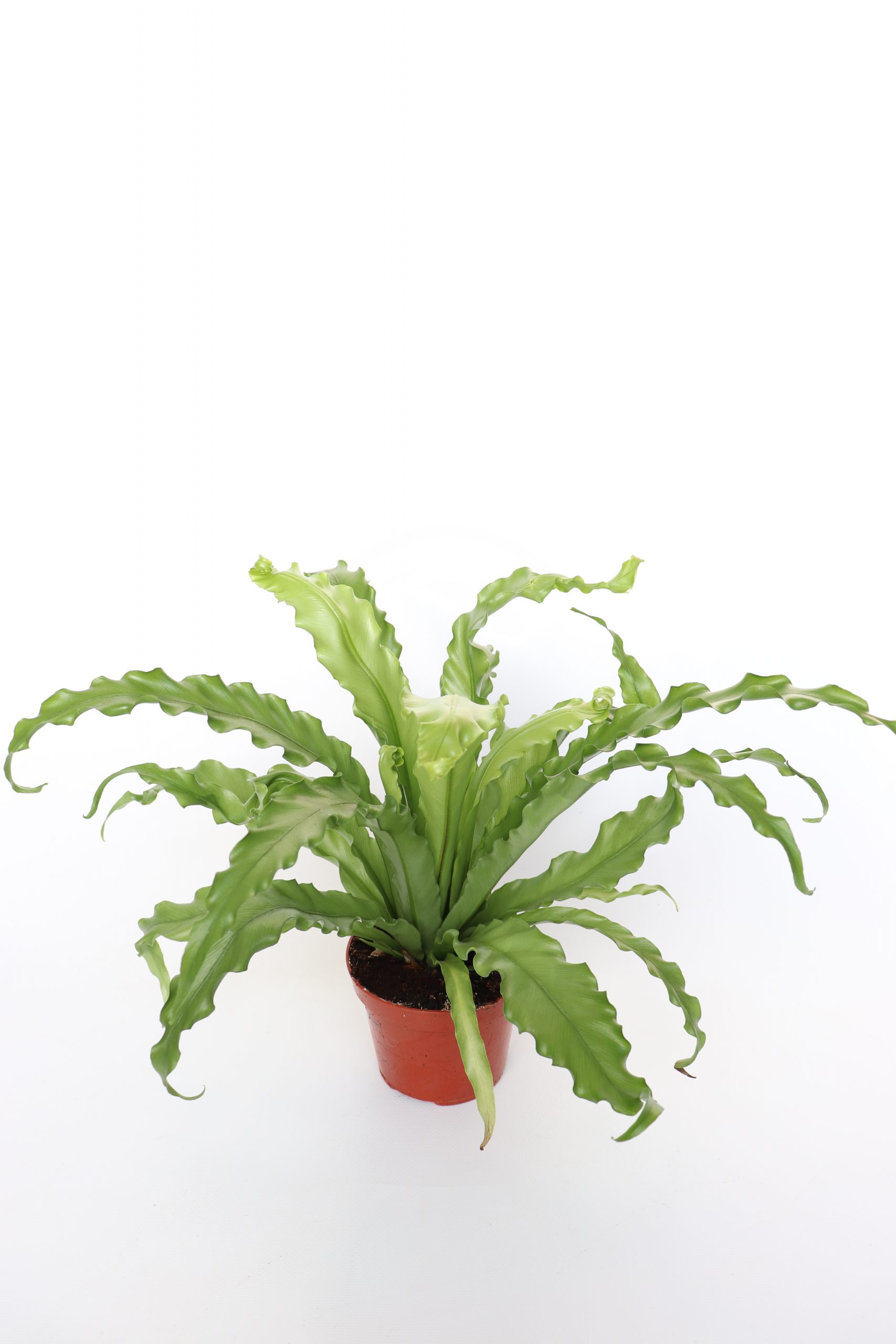 Asplenium Nidus 'Osaka'