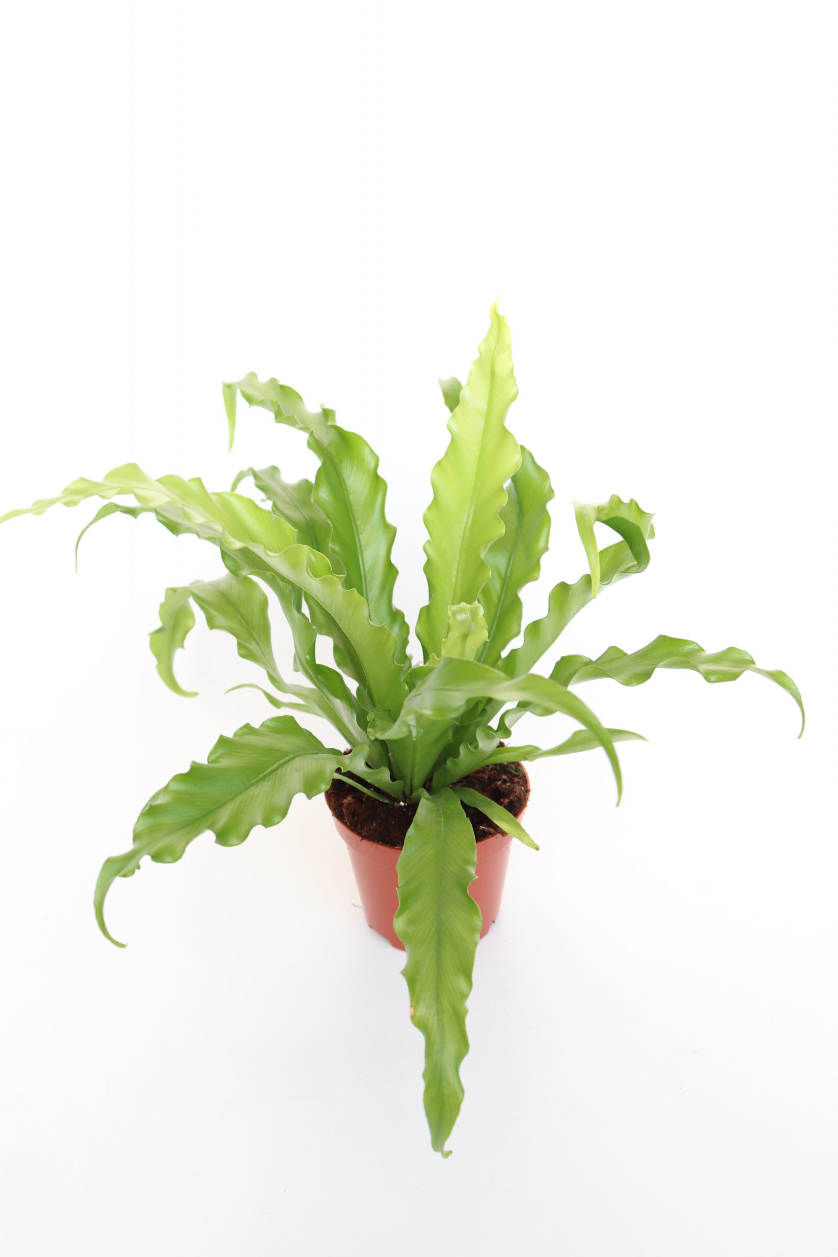 Asplenium Nidus 'Osaka'