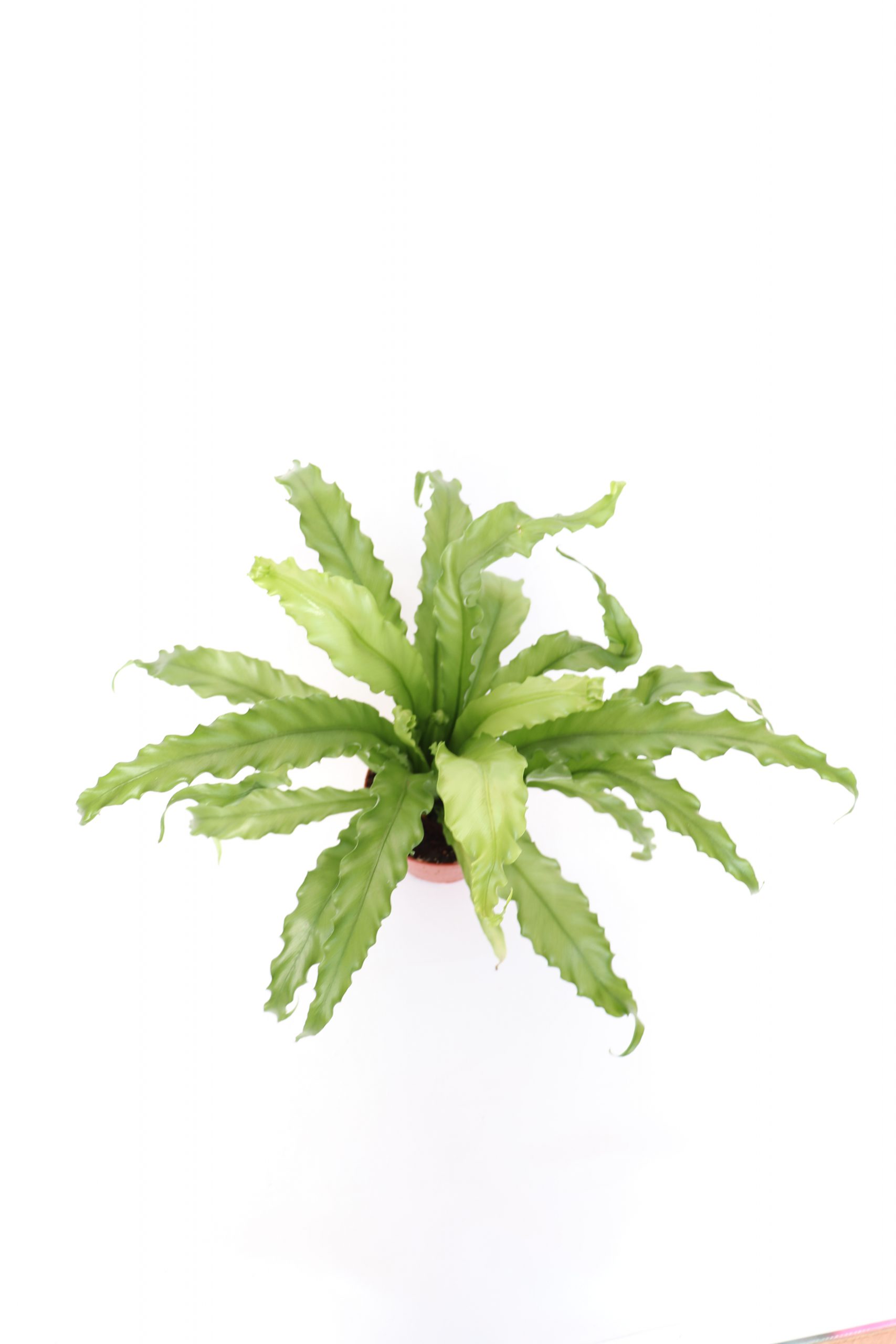 Asplenium Nidus 'Osaka'