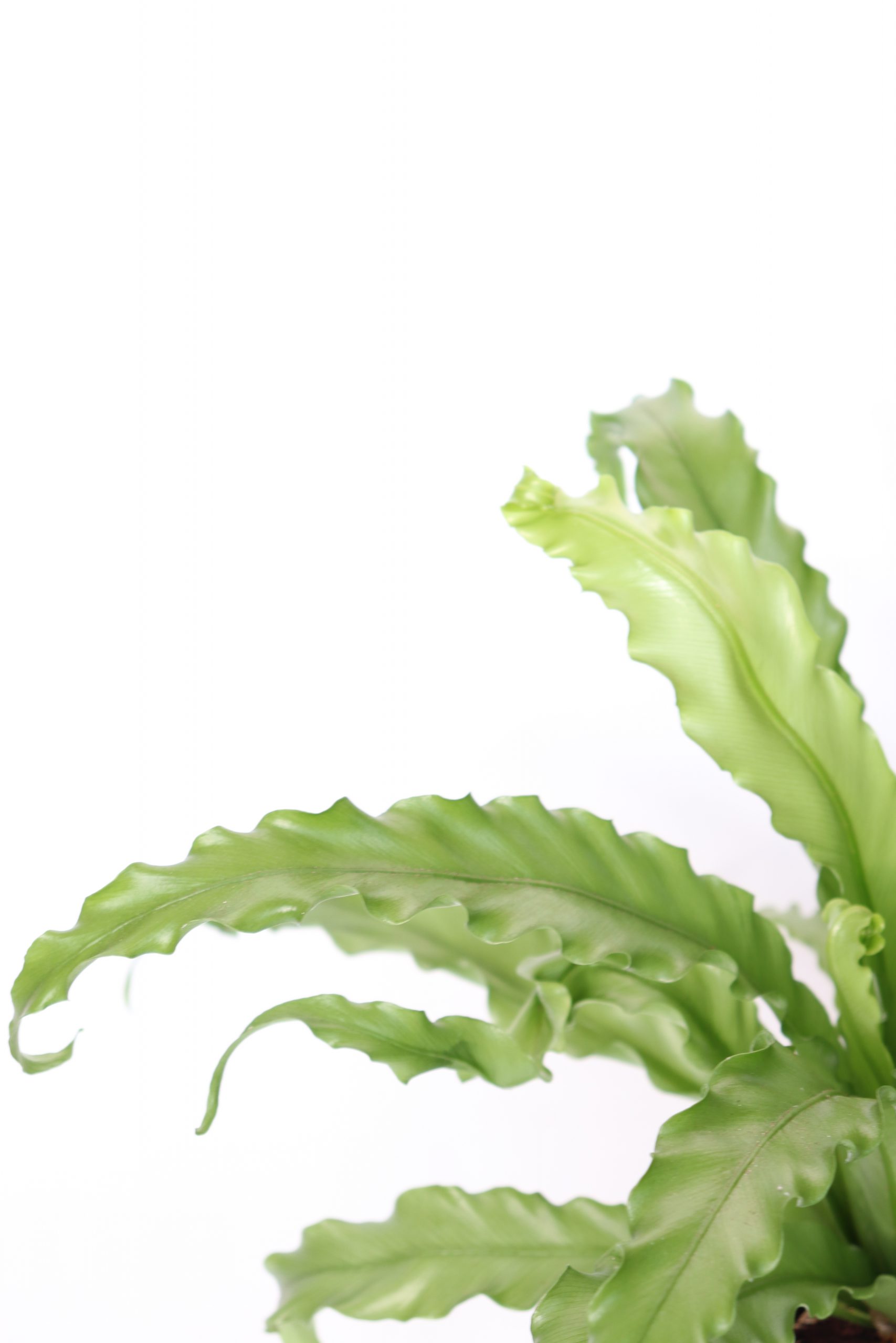 Asplenium Nidus 'Osaka'