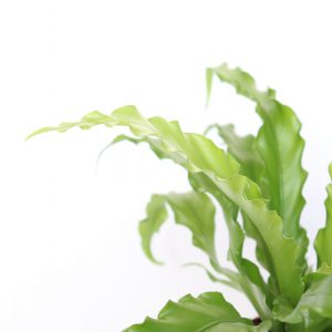 Asplenium Nidus 'Osaka'