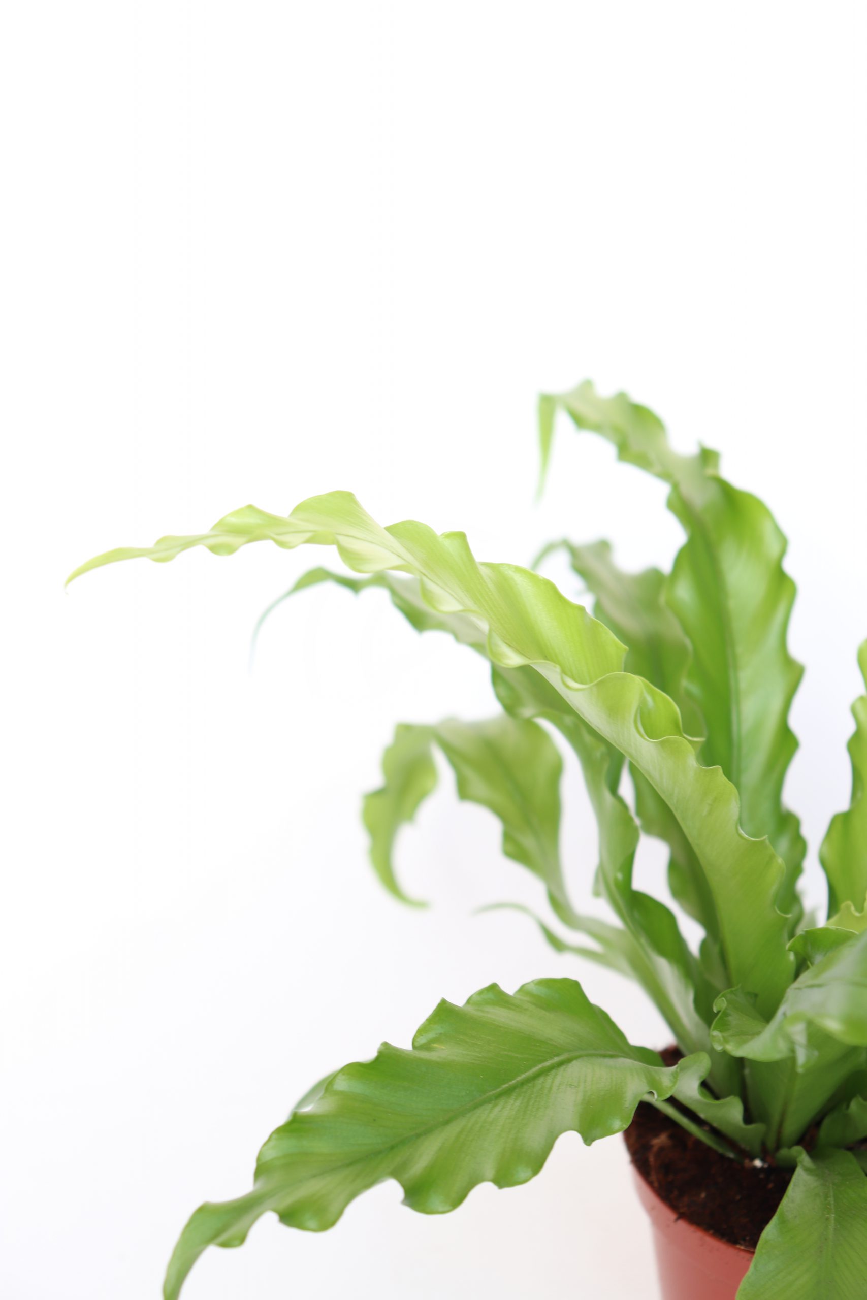 Asplenium Nidus 'Osaka'