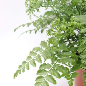 Asplenium dimorphum 'Parvati'