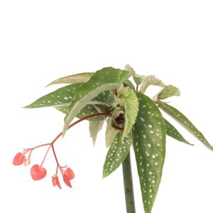 Begonia albopicta 'Tamaya'