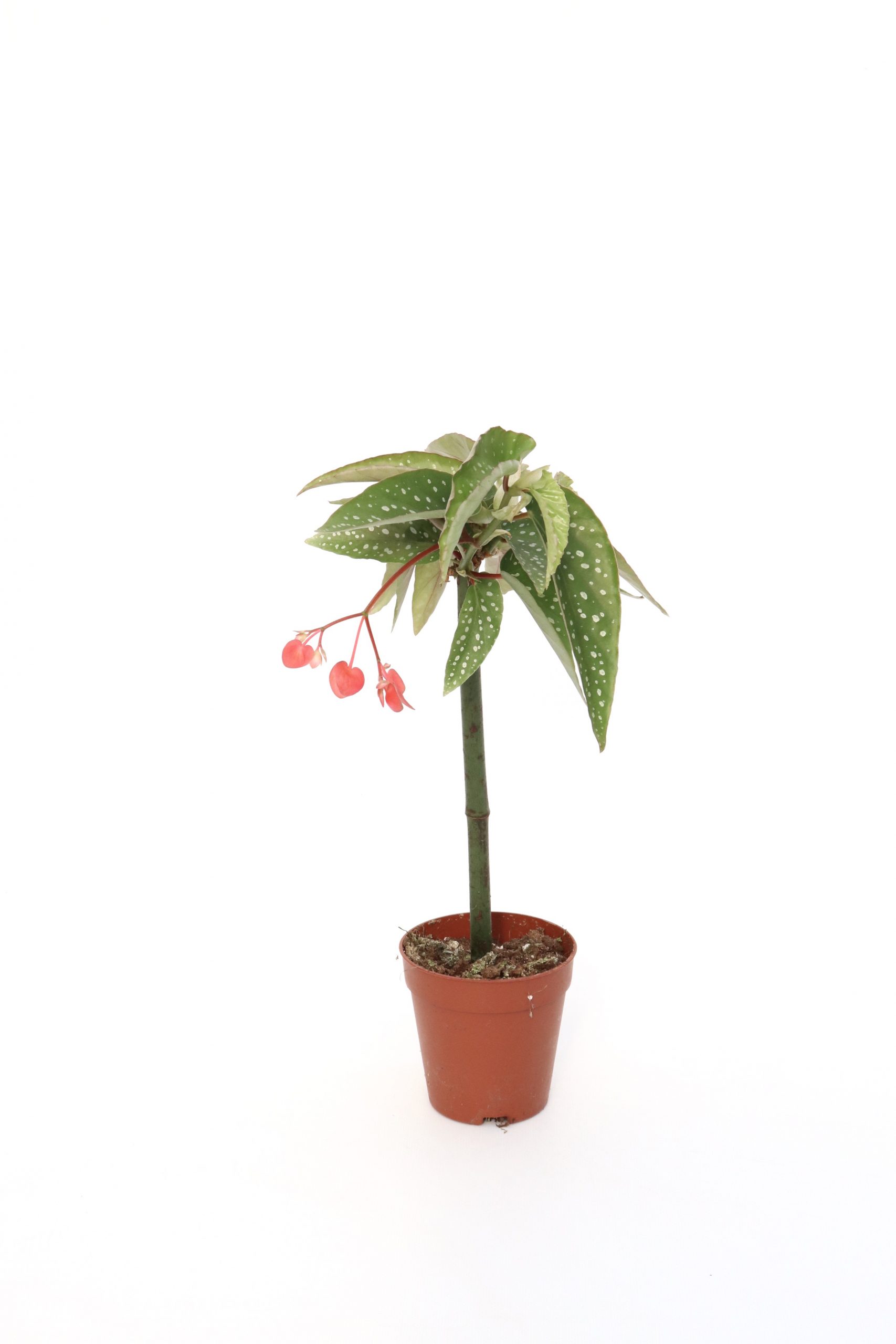 Begonia albopicta 'Tamaya' - Image 2
