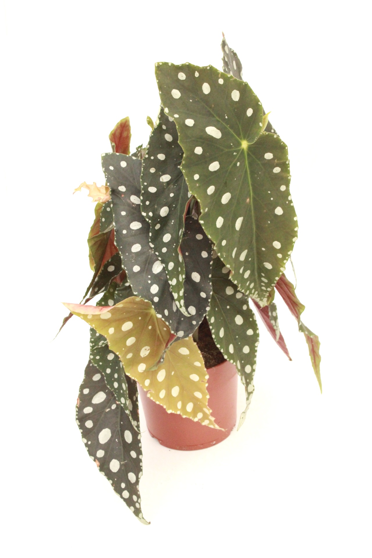 begonia_maculata_v17_planthiza_2