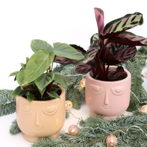 Box "Plant Collector"