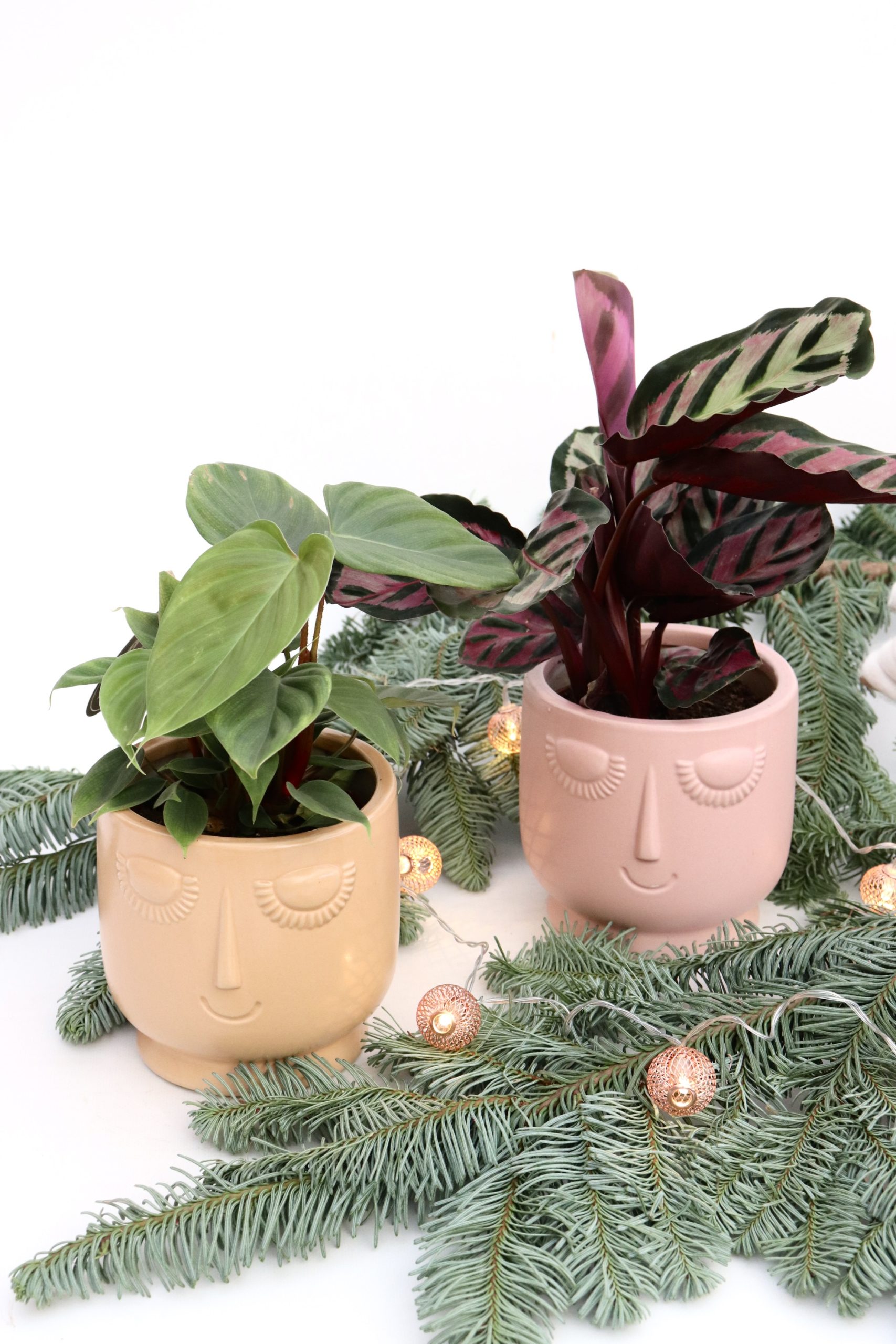 Box "Plant Collector"