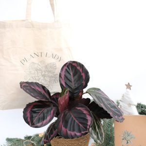 Box "Planthiza Family"