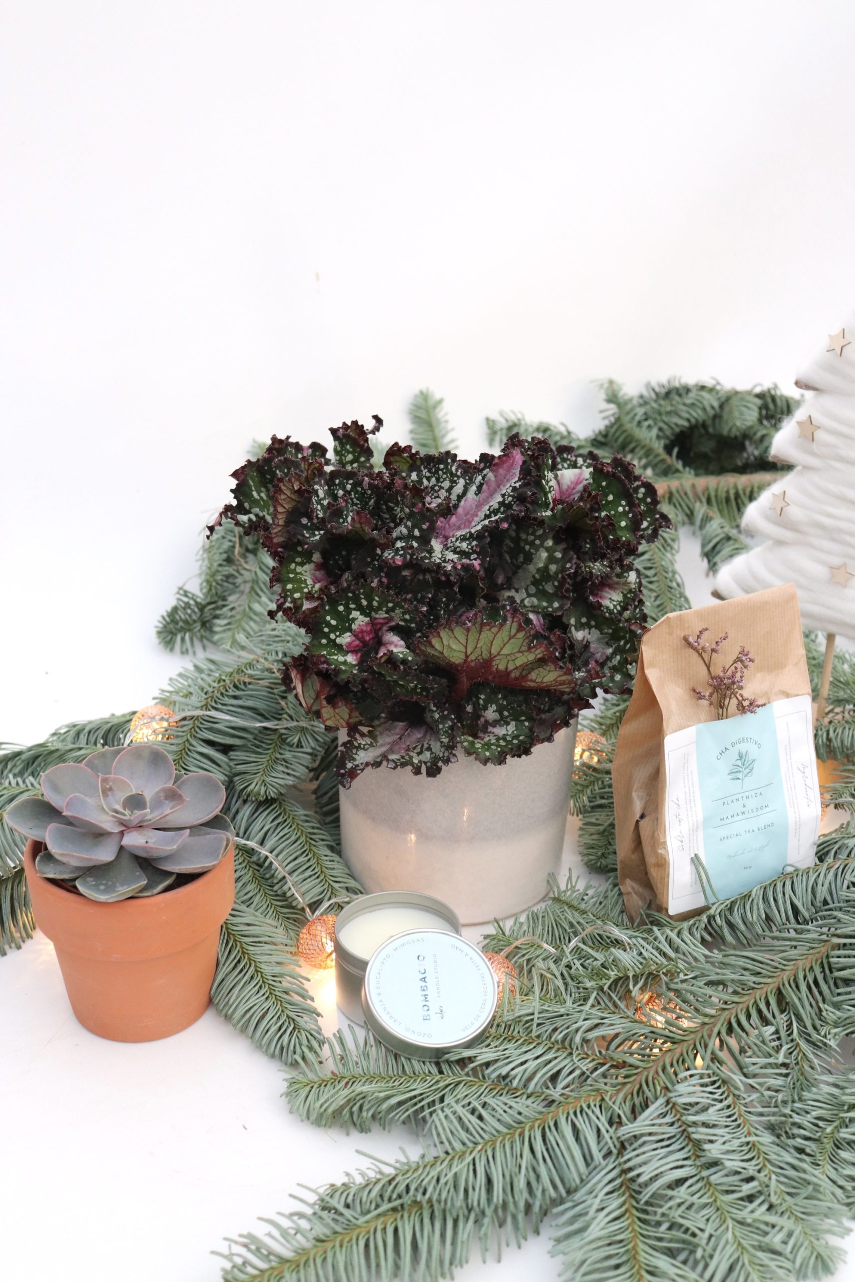 Box "Planthiza & Friends"