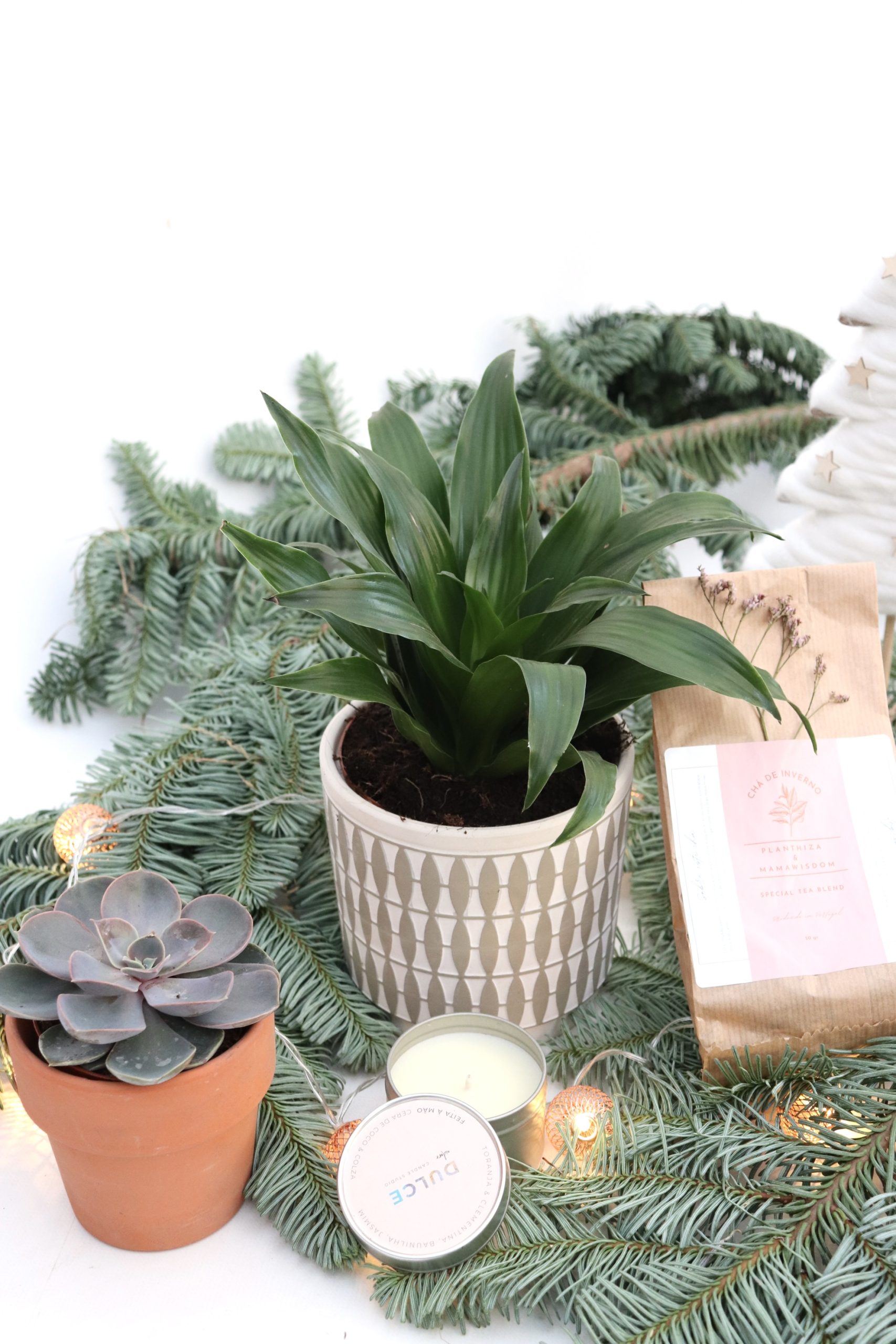 Box "Planthiza & Friends" - Image 3