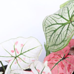 Caladium