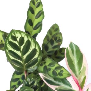 Calathea
