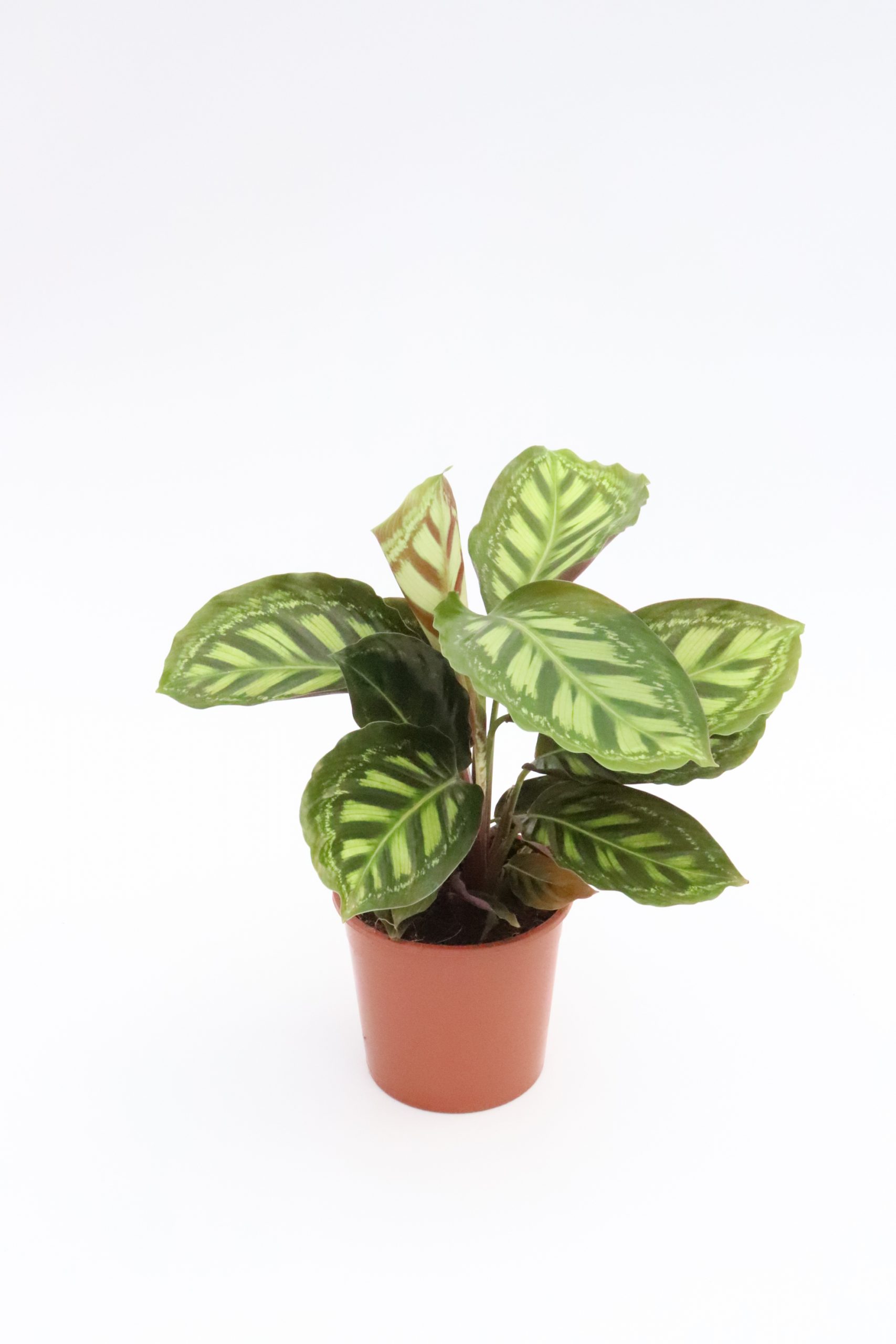Calathea roseopicta 'Flamestar' - Image 2
