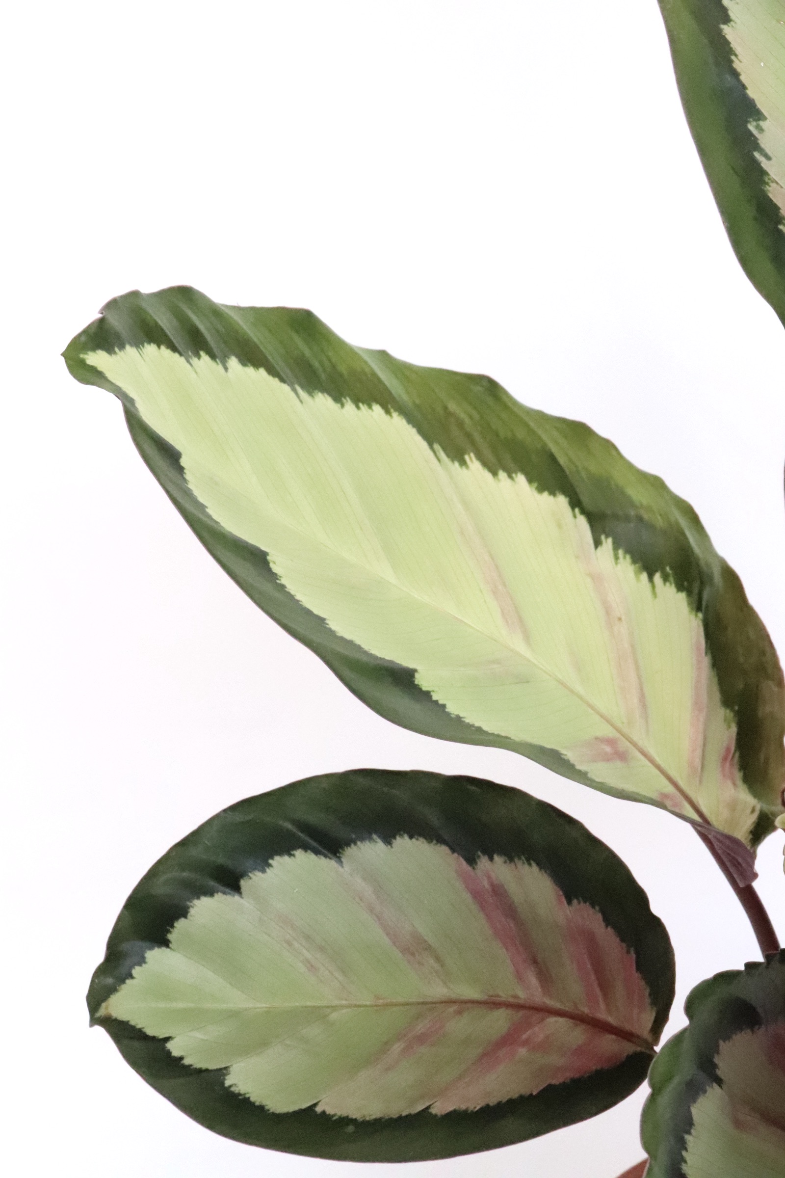 Calathea roseopicta ‘Sylvia’ - Image 4