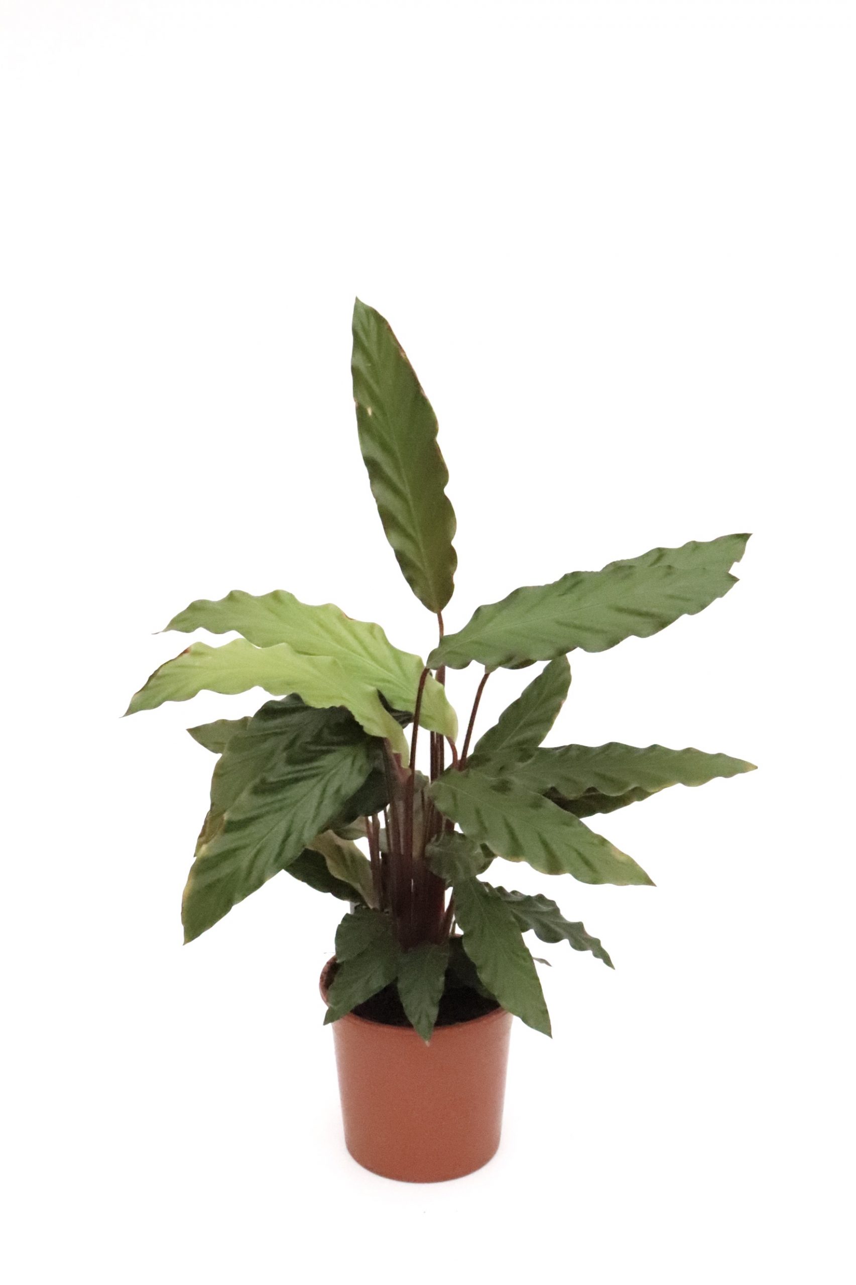Calathea rufibarba - Image 7