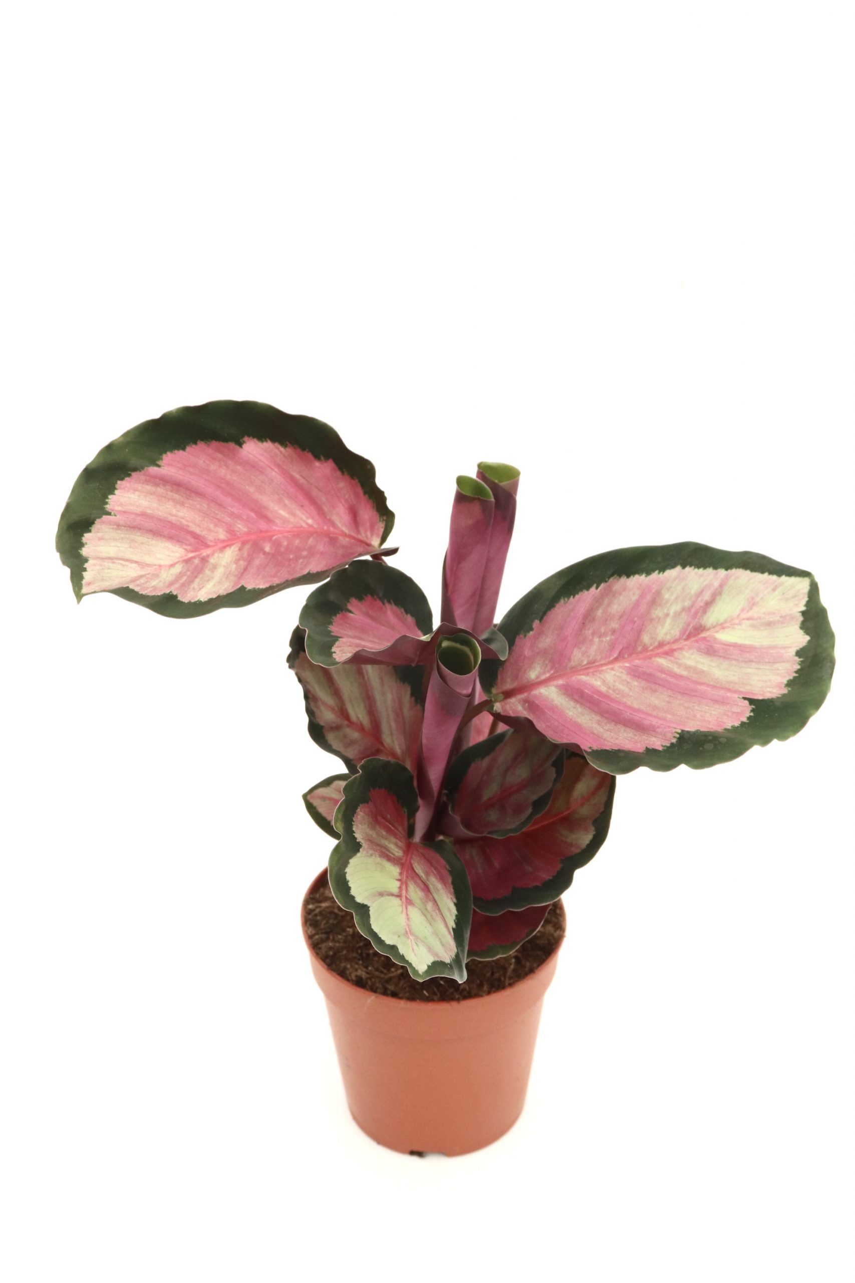 calathea Sylvia