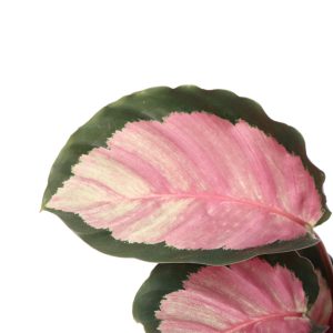 calathea Sylvia zoom