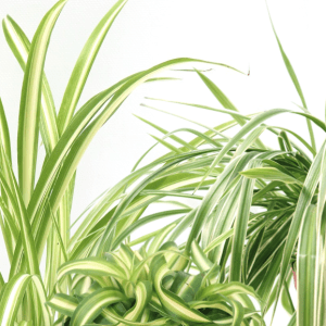 Chlorophythum