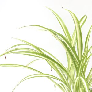 Chlorophytum vittatum