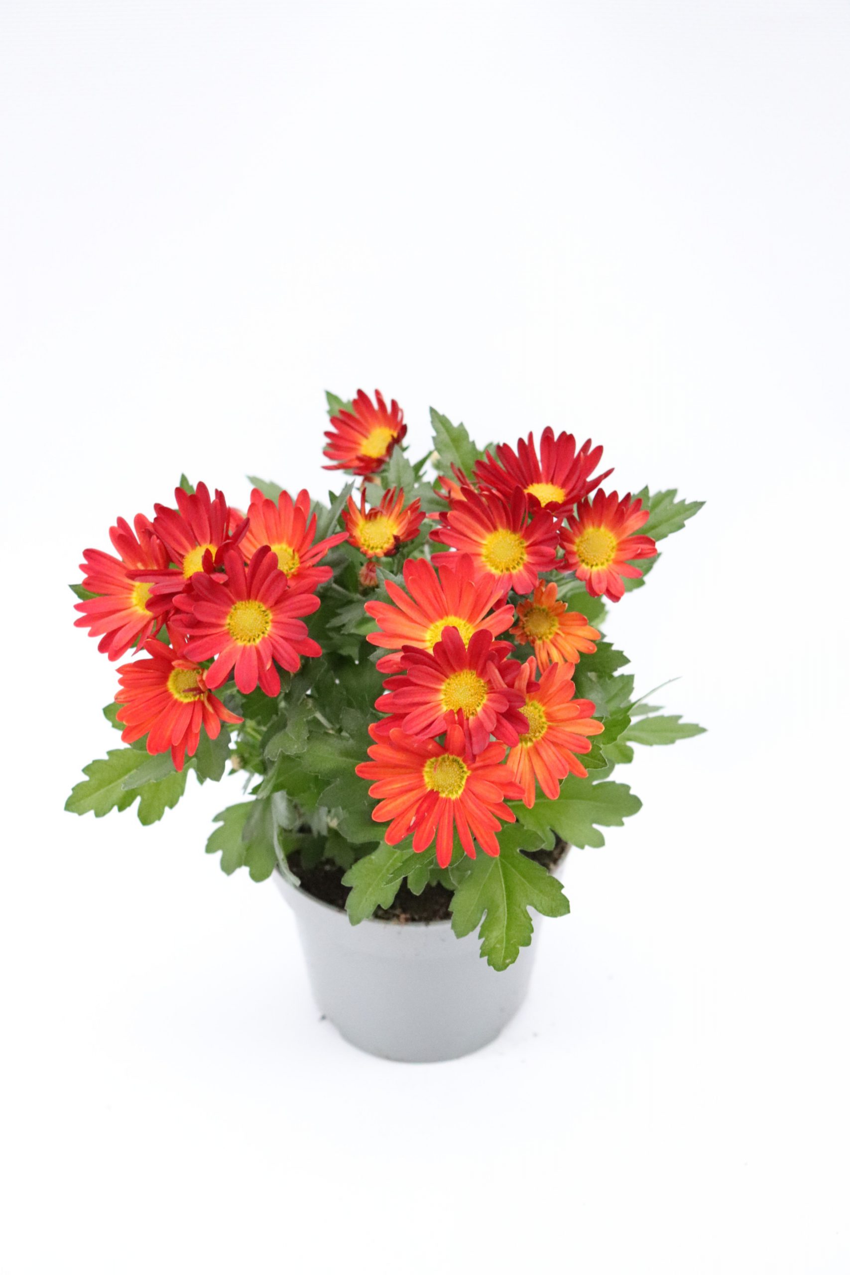 Chrysanthemum indicum