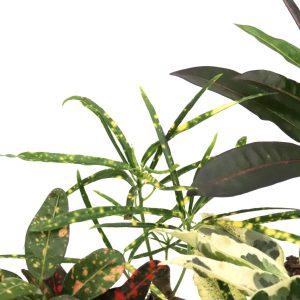 Codiaeum