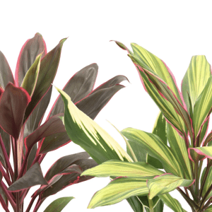 Cordyline