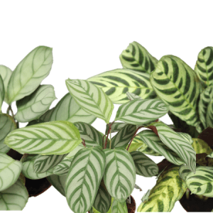 Ctenanthe