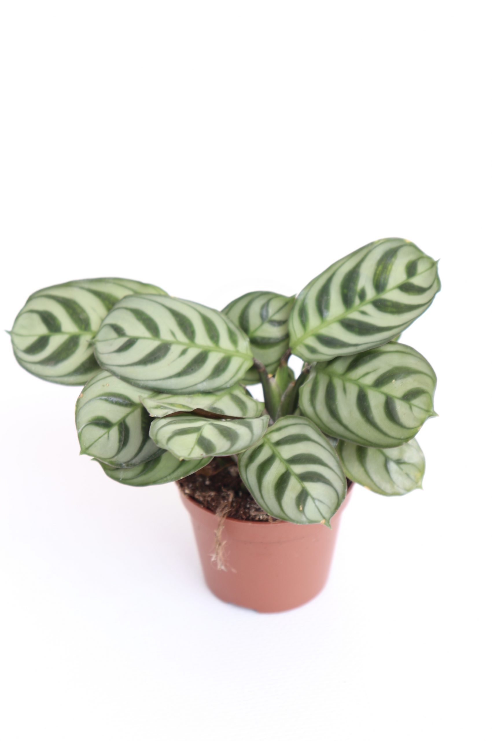 Ctenanthe burle-marxii - Image 3