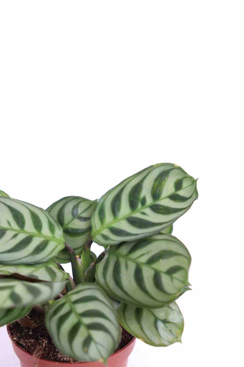 Ctenanthe burle-marxii - Image 2