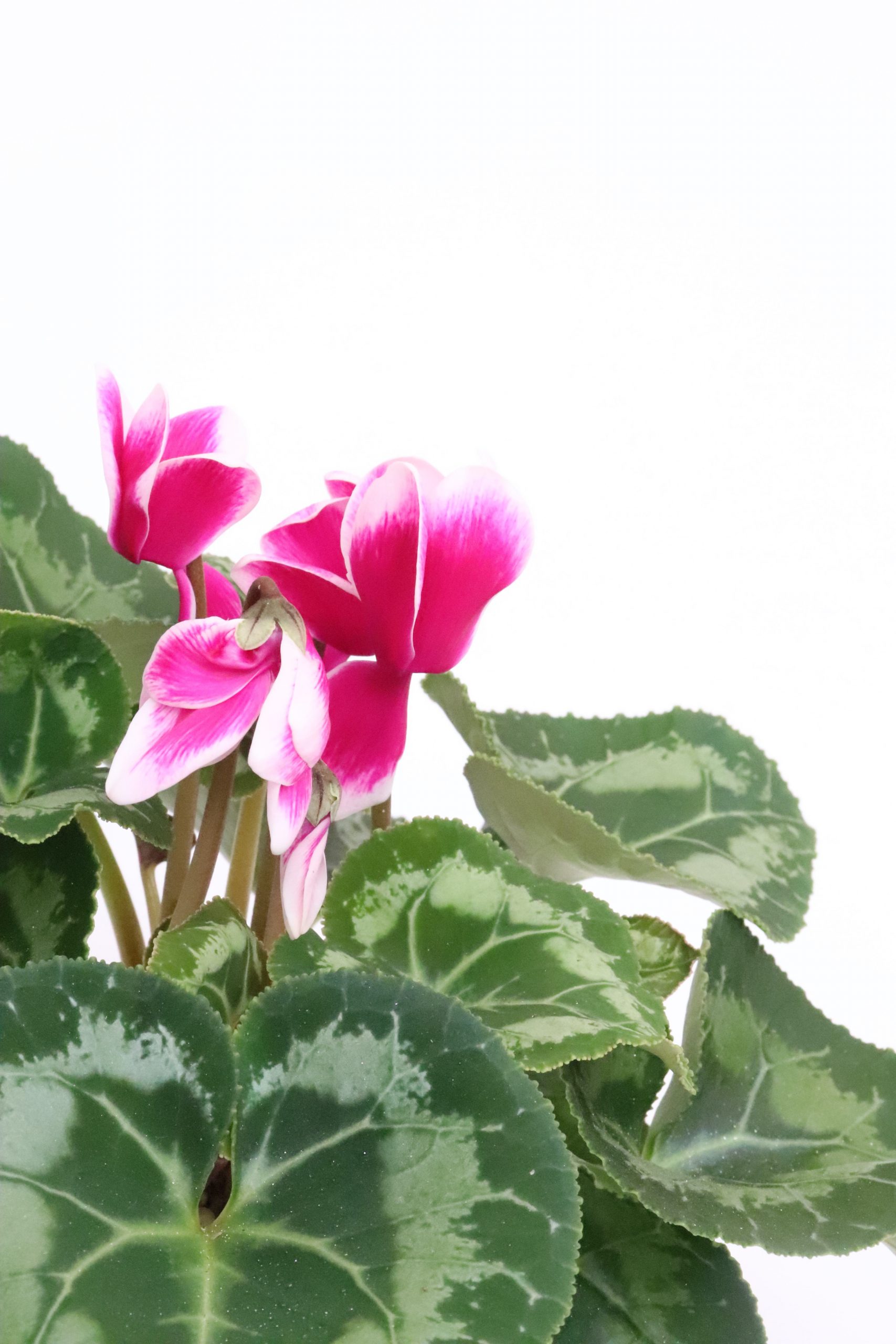 Cyclamen