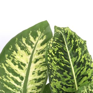 Dieffenbachia