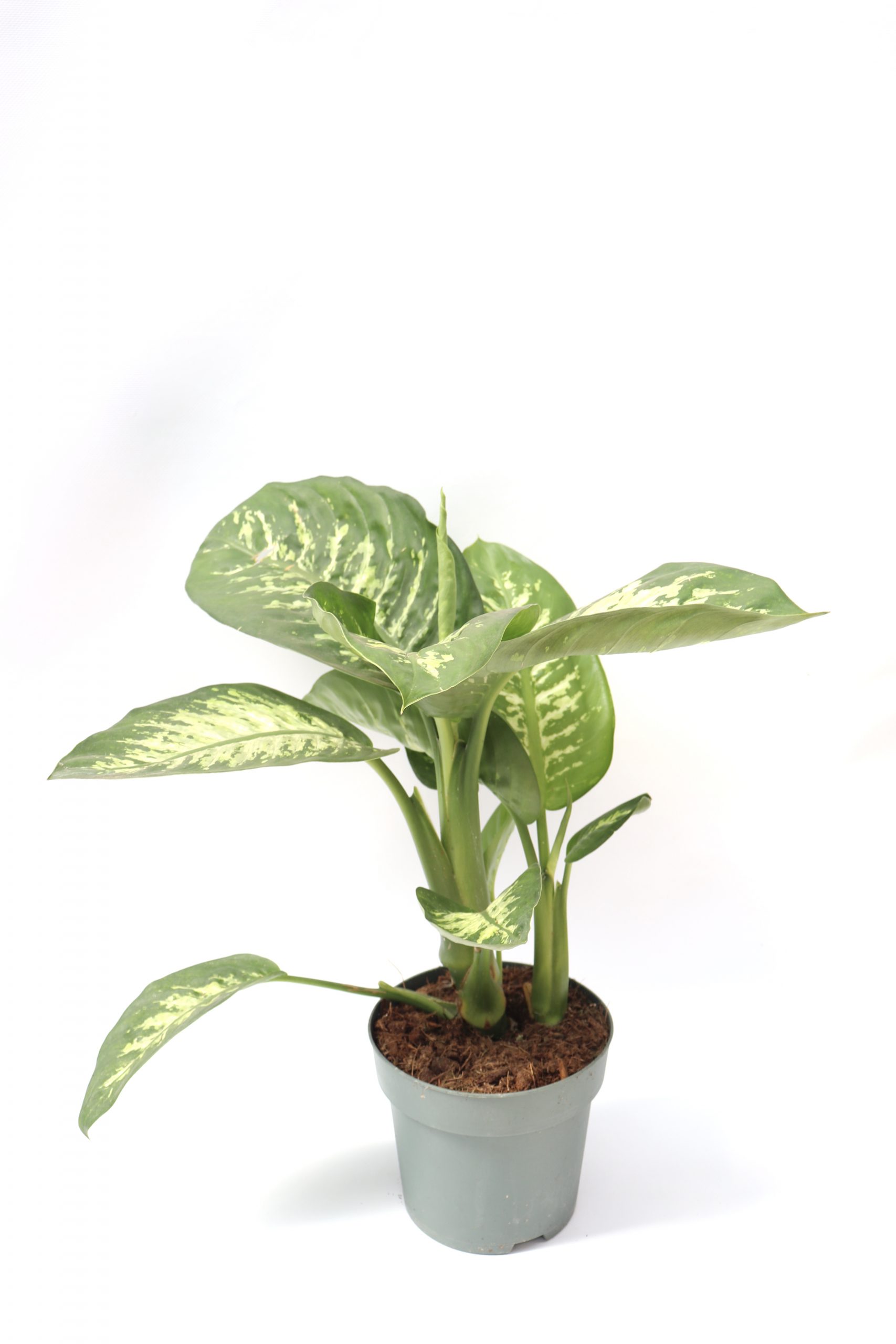 Dieffenbachia 'Tropic snow' - Image 4