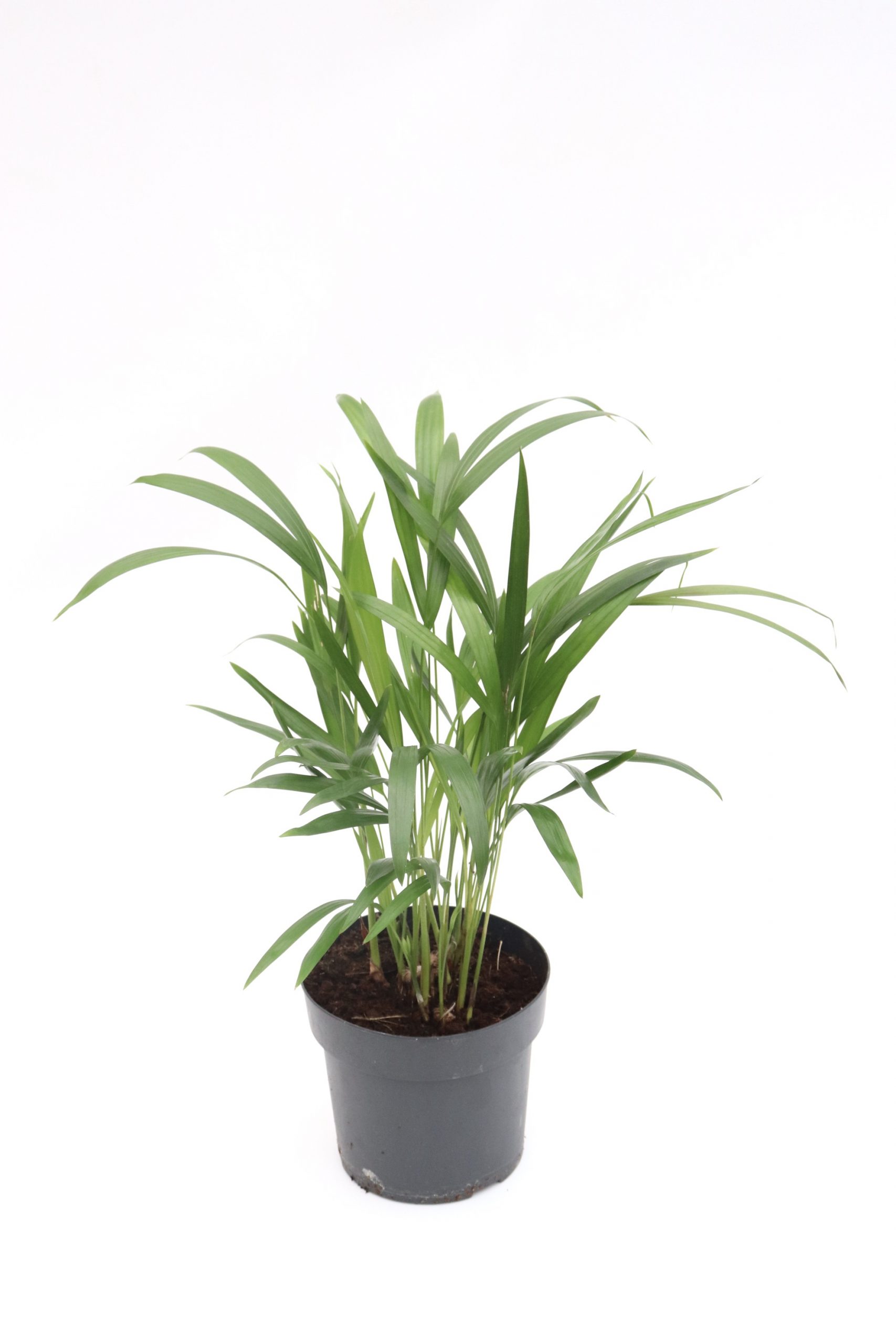 dypsis-v17-planthiza