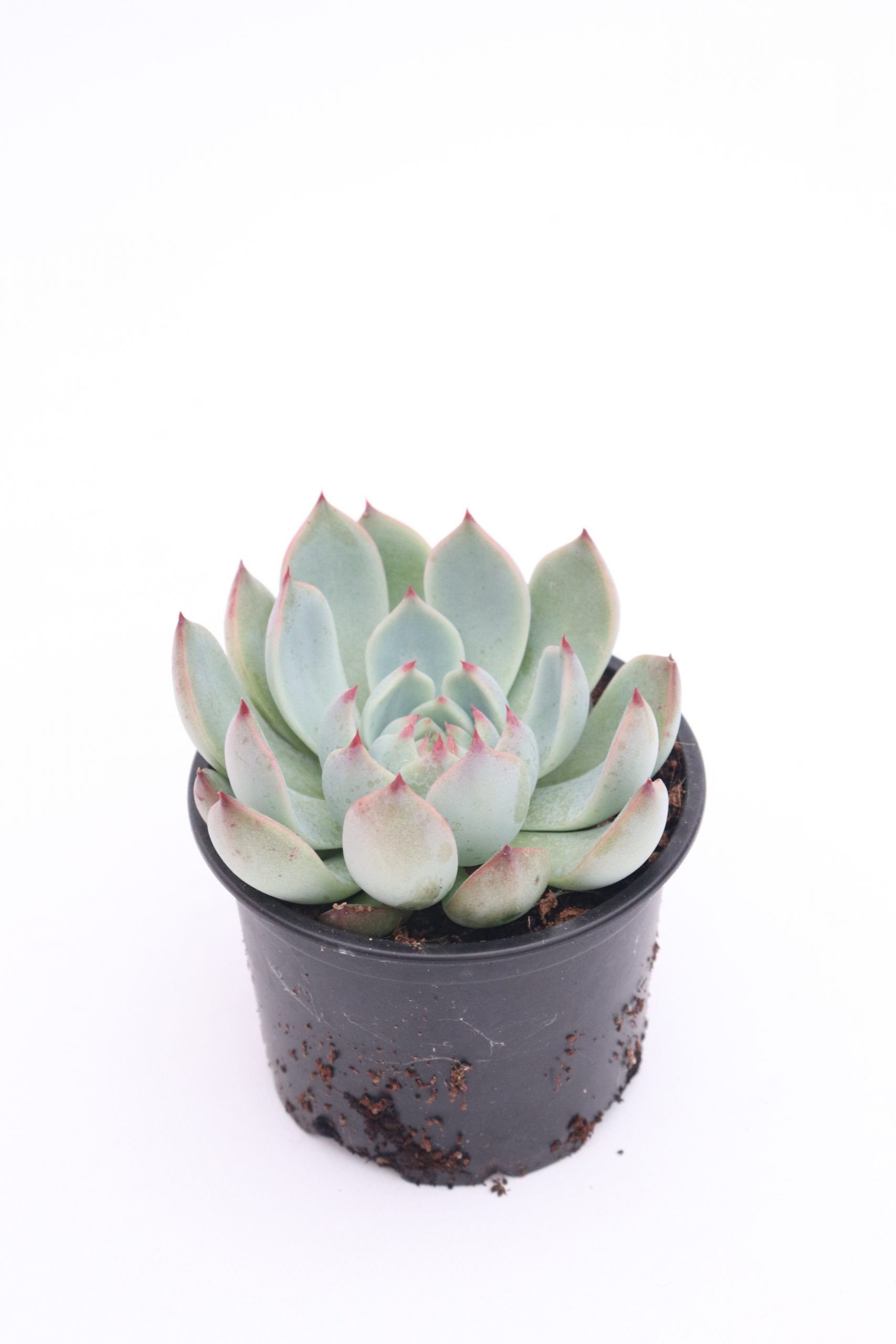 Echeveria 'Parva' - Image 2