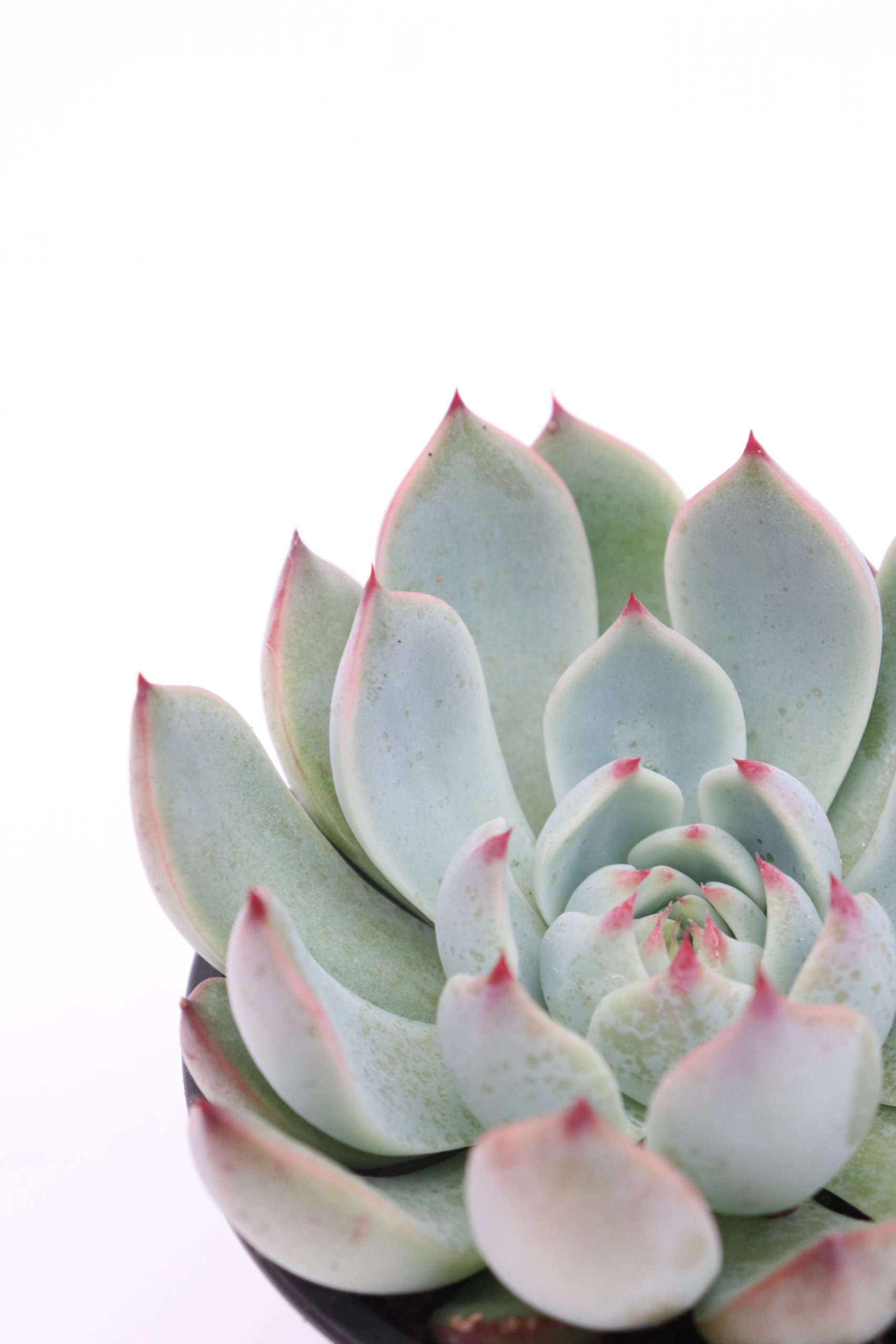 Echeveria 'Parva'