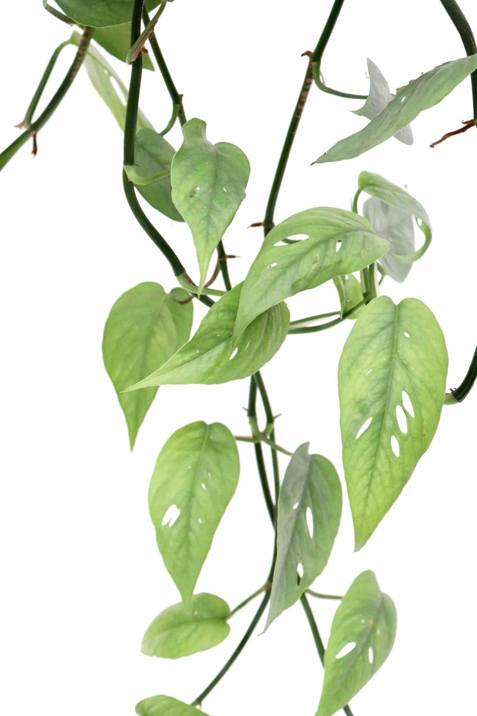 epipremnum_cebu_blue_hang_zoom_planthiza
