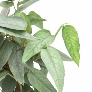 epipremnum_cebu_blue_tutor_zoom_planthiza