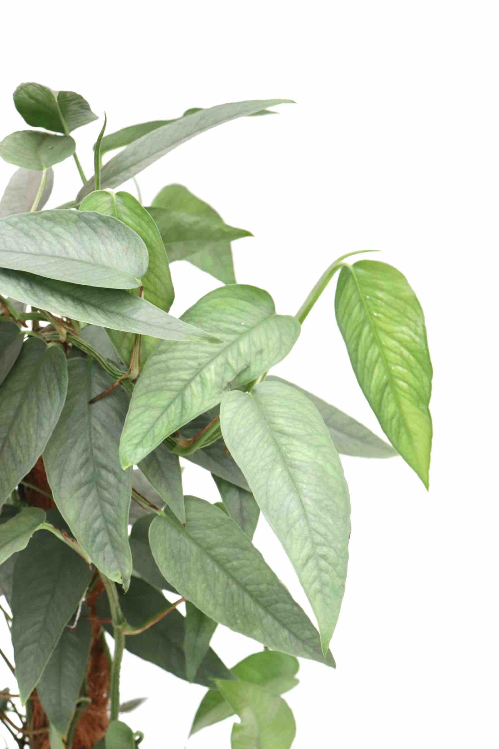 epipremnum_cebu_blue_tutor_zoom_planthiza