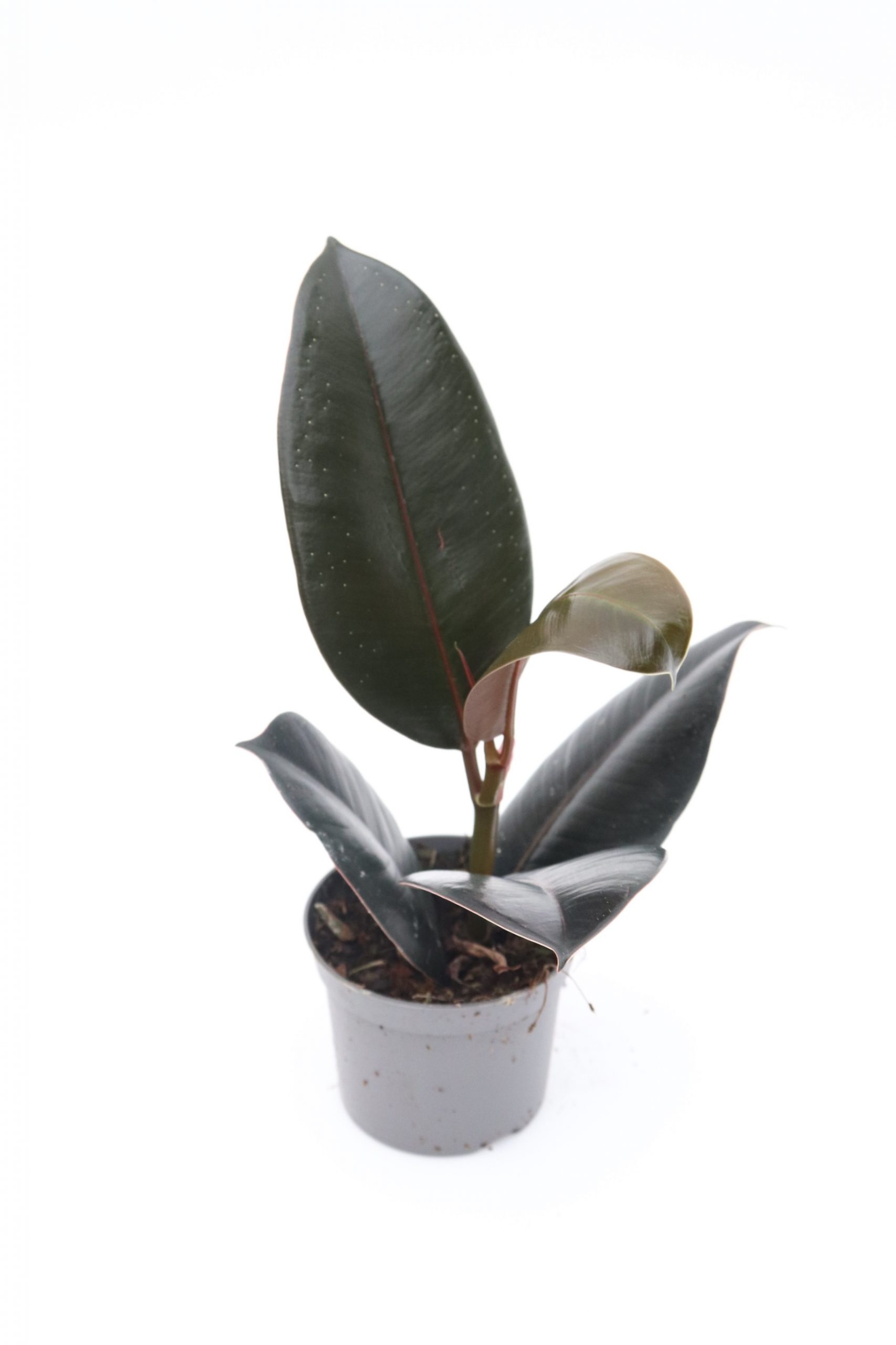 Ficus elastica 'Abidjan' - Image 2