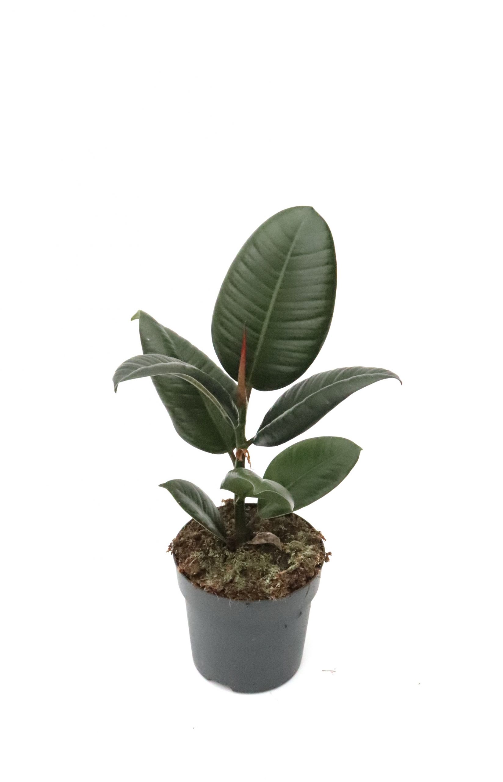Ficus elastica 'Abidjan' - Image 3