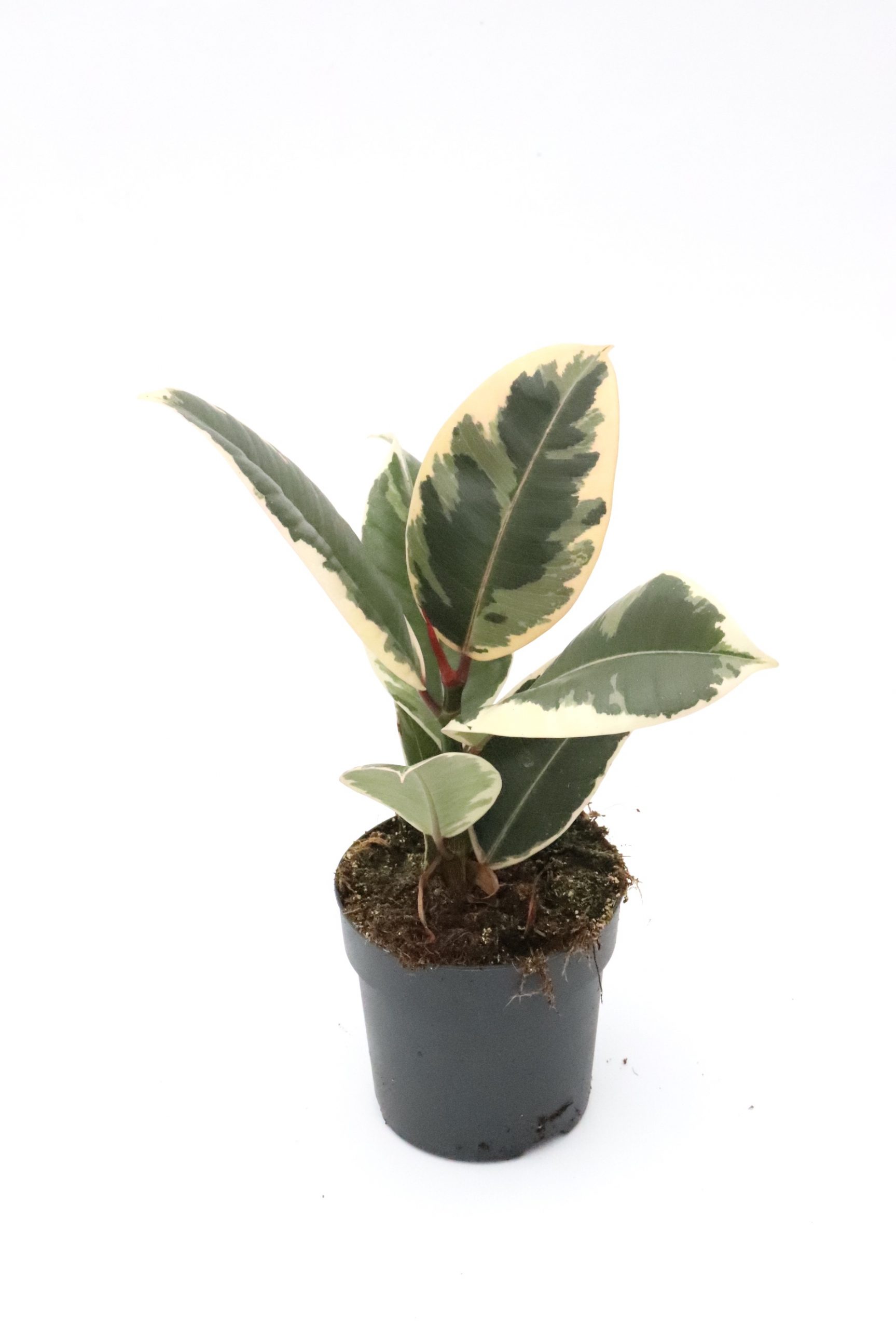 Ficus elastica 'Belize' - Image 4