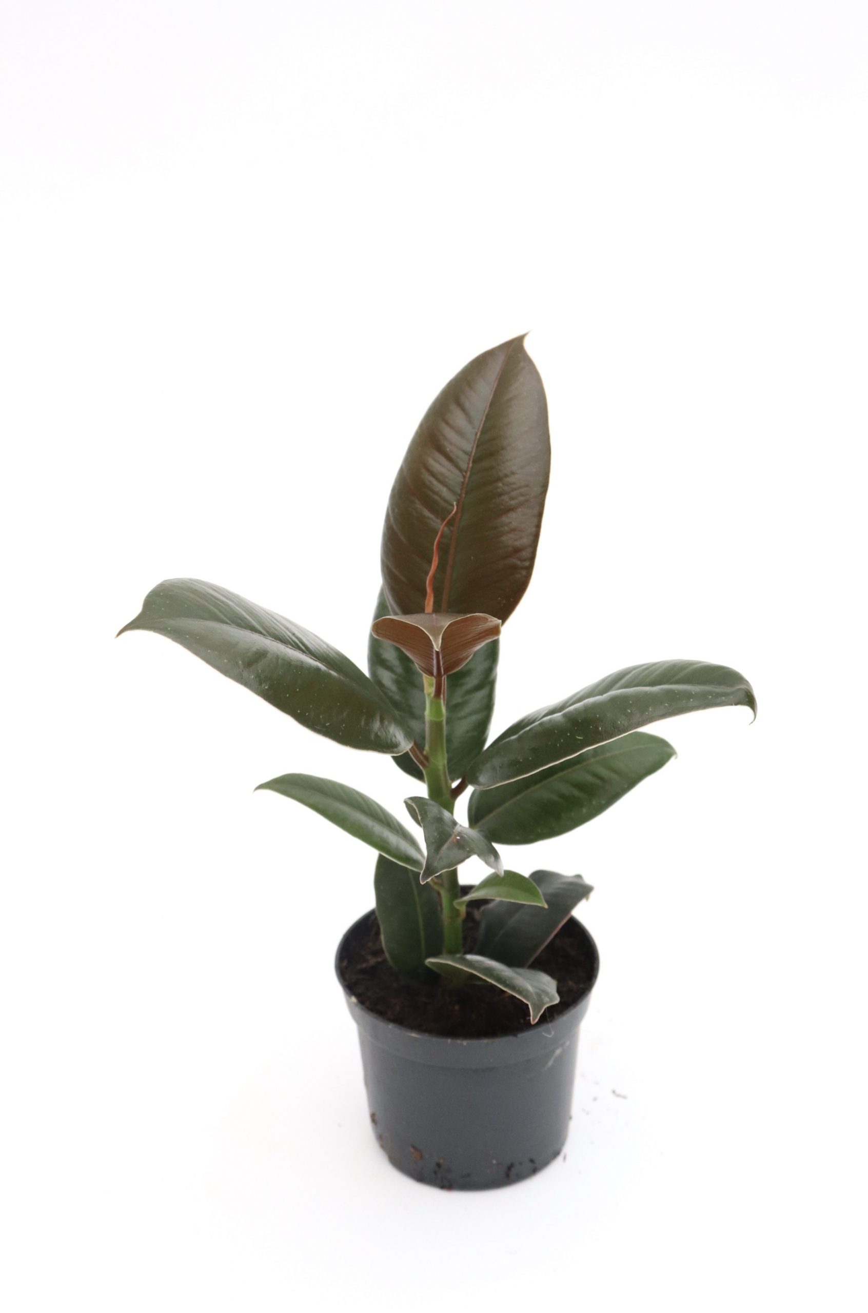 Ficus elastica 'Melany' - Image 2