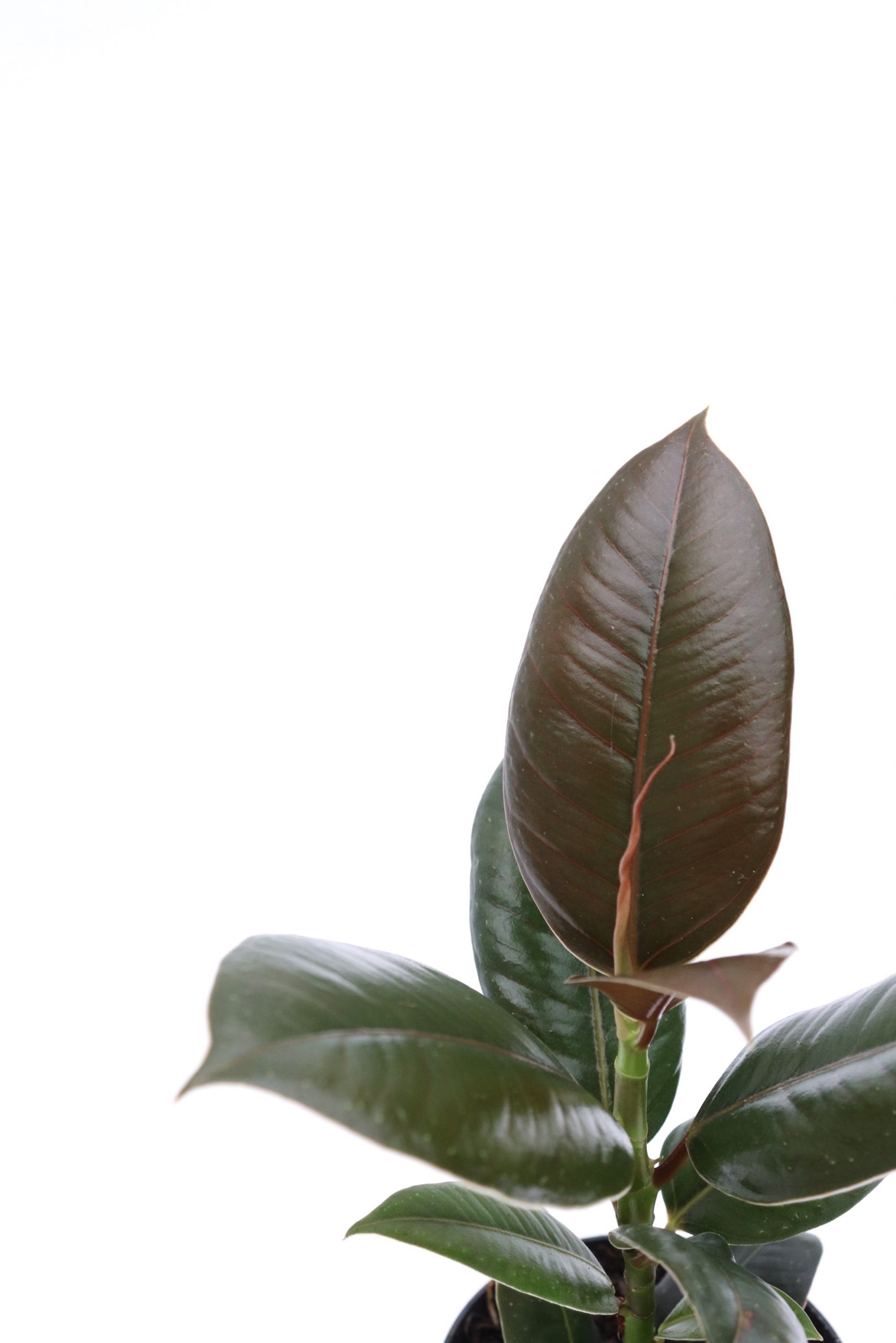 Ficus elastica 'Melany'